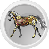 Horse Anatomy APK