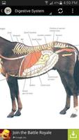 Horse Anatomy 스크린샷 1