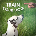 Dog Training - Train your Dog
