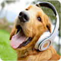 Dogs