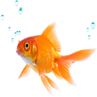 Fish icon