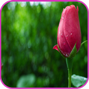 Flowers APK