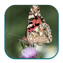 Insects Sounds APK