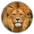 Lion Sounds icon