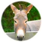 Donkey Sounds icon