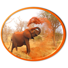 Elephant Sounds icon