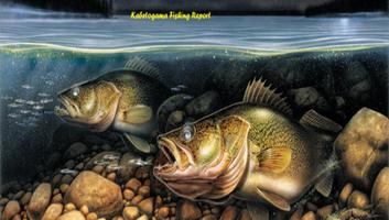 Lake Kabetogama Fishing Report poster