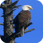 Kabetogama Lake Information biểu tượng