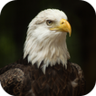 ”Bald Eagle Wallpapers