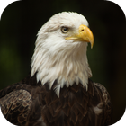 Bald Eagle Wallpapers 圖標