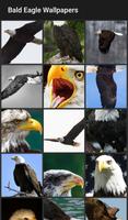 Bald Eagle Wallpapers 截圖 1