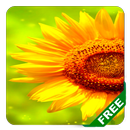 Tournesol APK