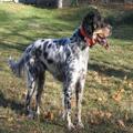 hunting dogs