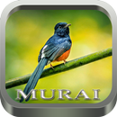 KICAU MURAI 2017 APK