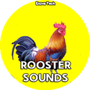 Rooster Sounds APK