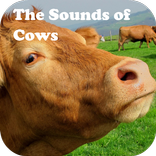 The Sounds of Cows