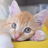 Sweet Baby Animals Wallpapers 圖標