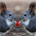 Sweet Squirrel Wallpapers 图标