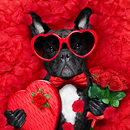 Love Quotes Backgrounds APK