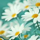 Flower Wallpapers HD-icoon