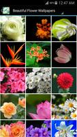 Flower Wallpapers HD poster