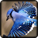 Sons d'oiseaux et sonneries APK