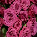 Rose Wallpapers APK