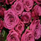 Rose Wallpapers biểu tượng