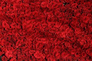 Rose Wallpapers ảnh chụp màn hình 3