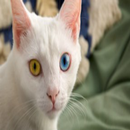 Animal Wallpapers 25 APK