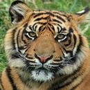 Tiger Wallpapers HD APK