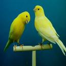 Canary Bird Sounds & Ringtones APK
