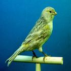 Canaries Bird Sounds ไอคอน