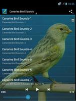 Canaries Bird Sounds Affiche