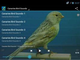 Canaries Bird Sounds captura de pantalla 2