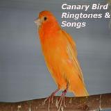 Canary Bird Ringtones & Songs-icoon