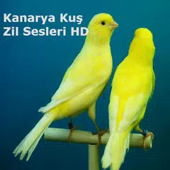 Kanarya Kuş Zil Sesleri HD APK Herunterladen