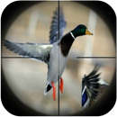 Appels canard de chasse APK