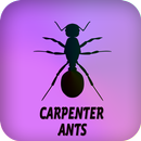 Carpenter Ants APK