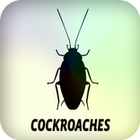 Cockroaches