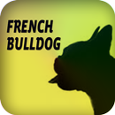 French Bulldog APK