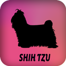 APK Shih Tzu