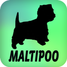 Maltipoo ícone