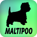 Maltipoo-APK