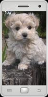 Maltipoo bài đăng