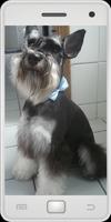 Schnauzer plakat