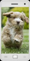 Poster Cockapoo