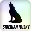 Husky siberiano
