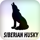 Siberian Husky APK