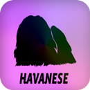 ハバニーズ APK
